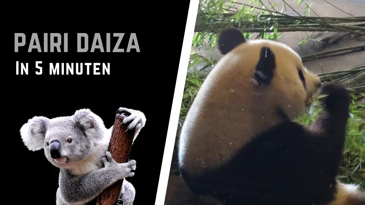 Pairi Daiza in 5 minuten