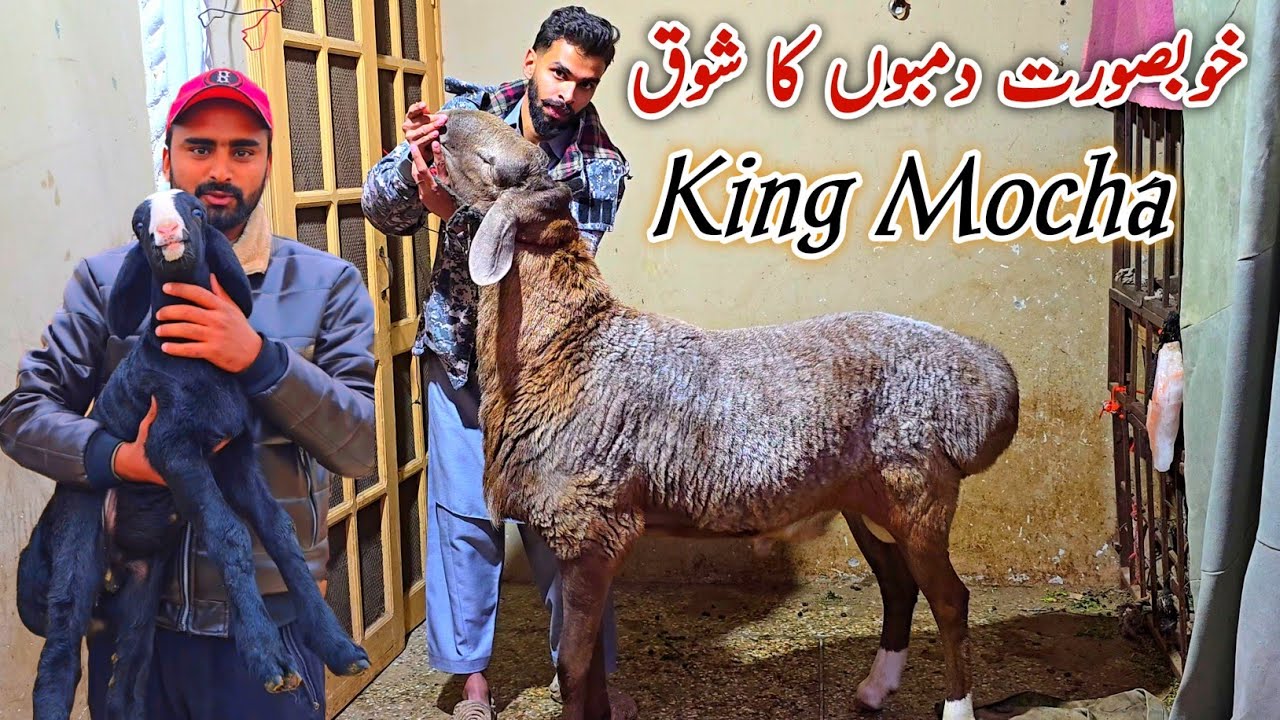 Top Class Turkey Dumbo Ka Shoq Collection 2026/27 | King Mocha Heavyweight Dumba