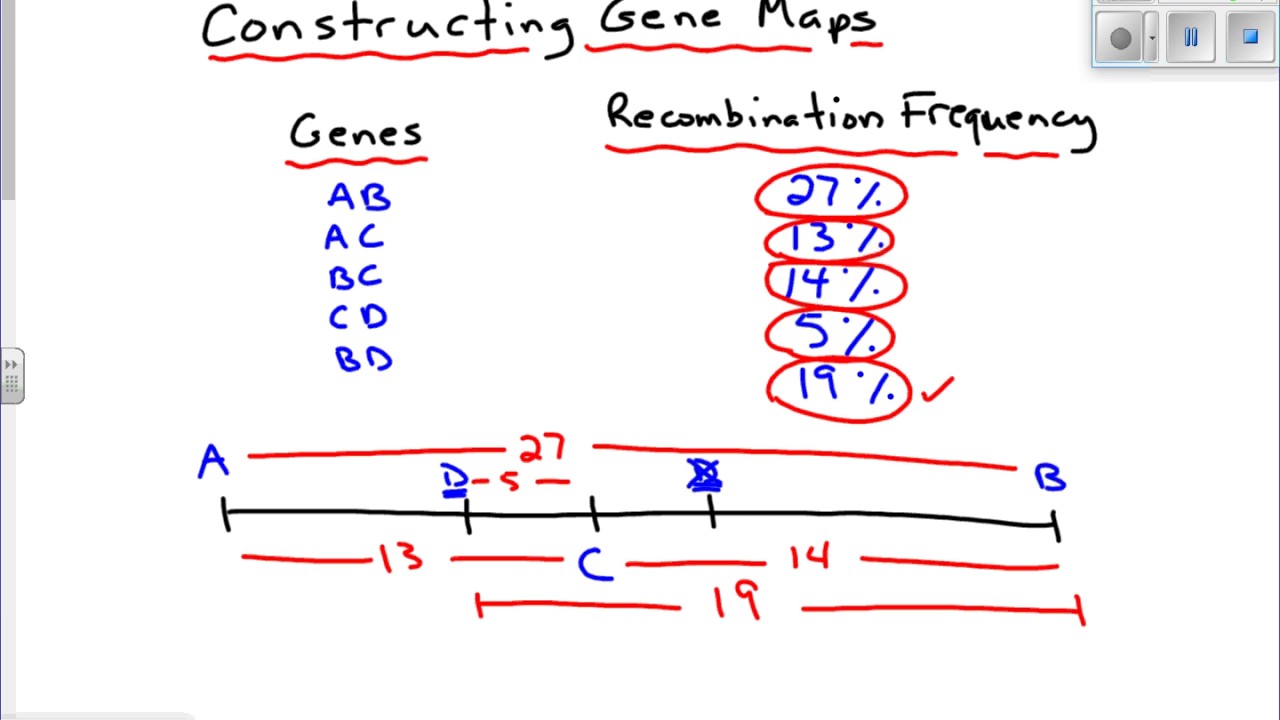 Determining the Order of Linked Genes on a Chromosome