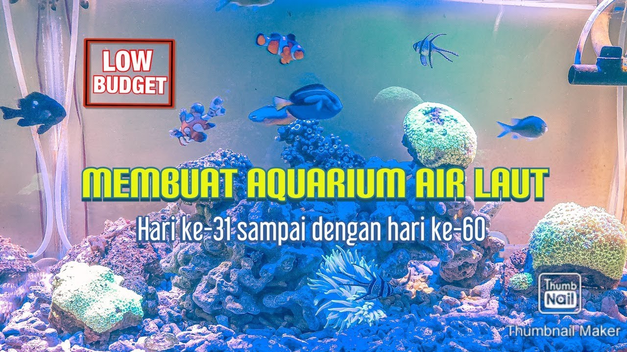 MEMBUAT AQUARIUM AIR LAUT | Hari Ke-31 sampai Hari Ke-60