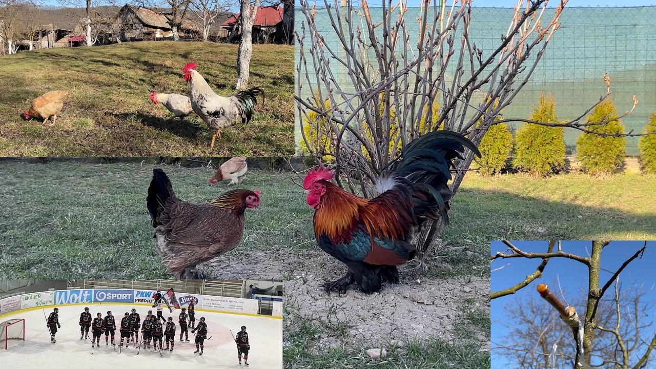 Hens-VLOGS :1260🏒🍎🌳