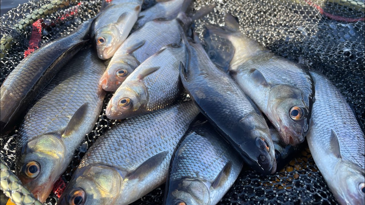 Feeder fishing | February 2023 | Ireland