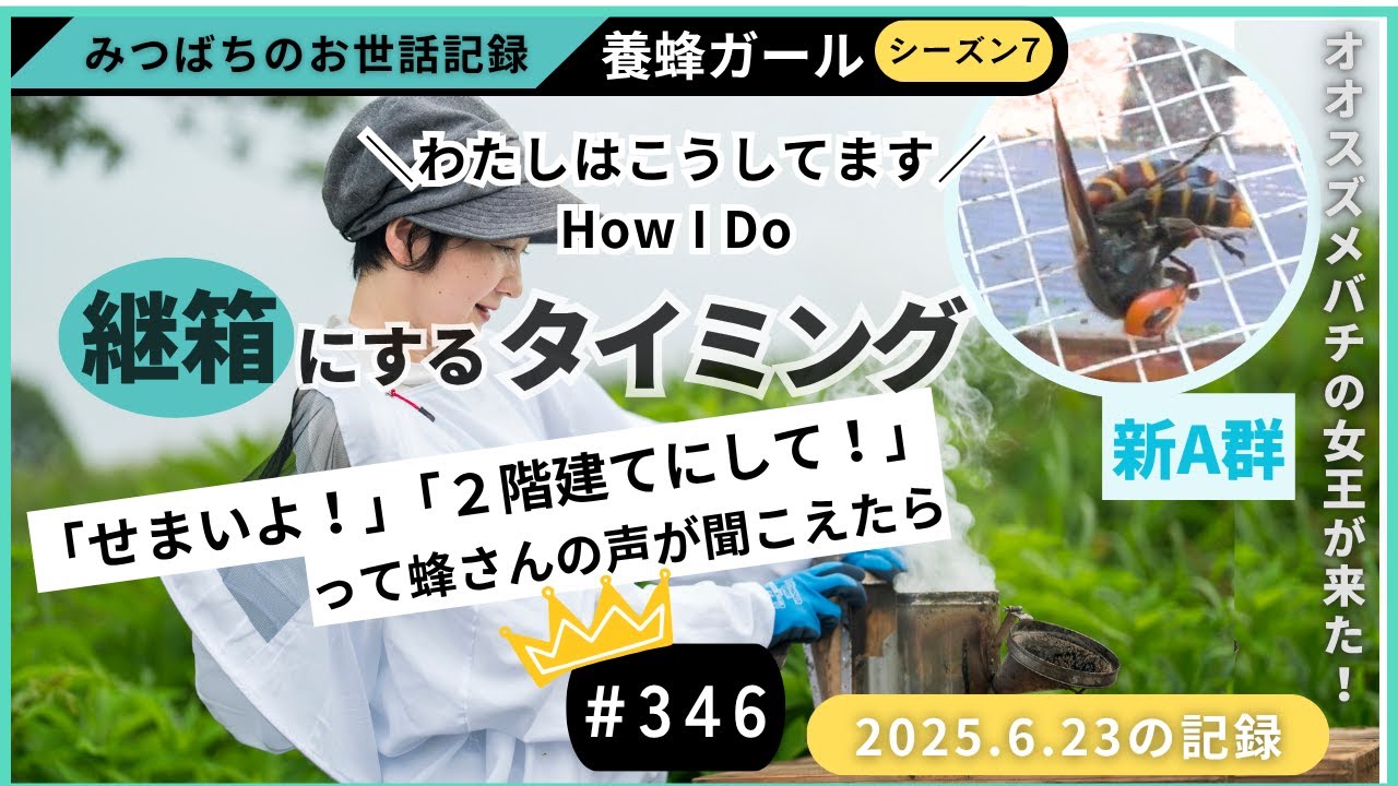 継箱にするタイミング　狭いよ！と蜂さんが言ったらhow I Do Vol.346〔養蜂記録〕