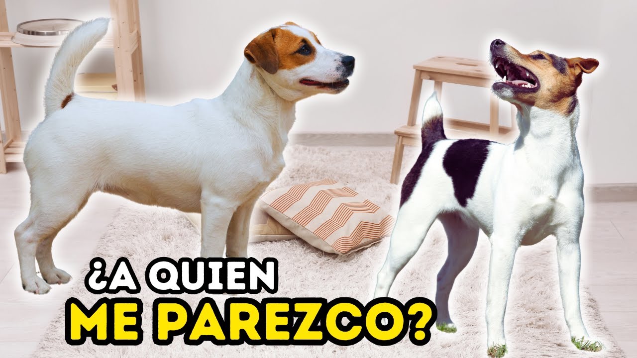 TOP Las 5 RAZAS mas PARECIDAS al Jack Russell