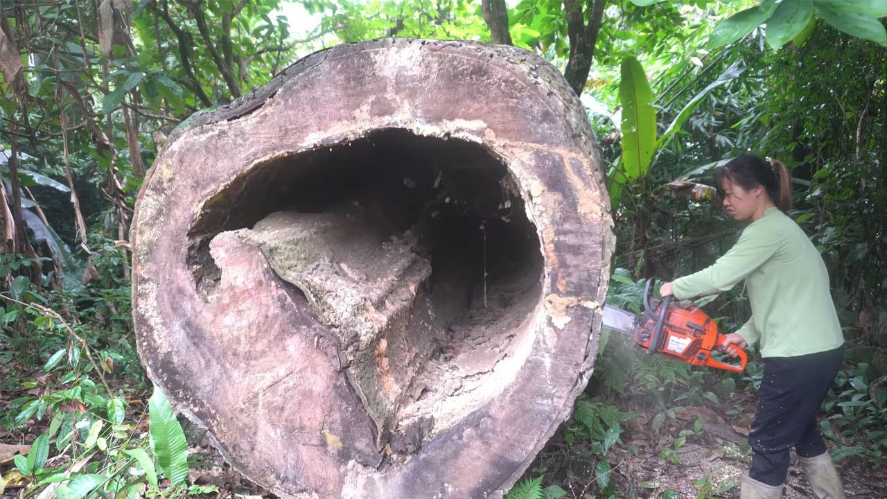 The talented girl harvested many giant trees - The large trees were very difficult to harvest