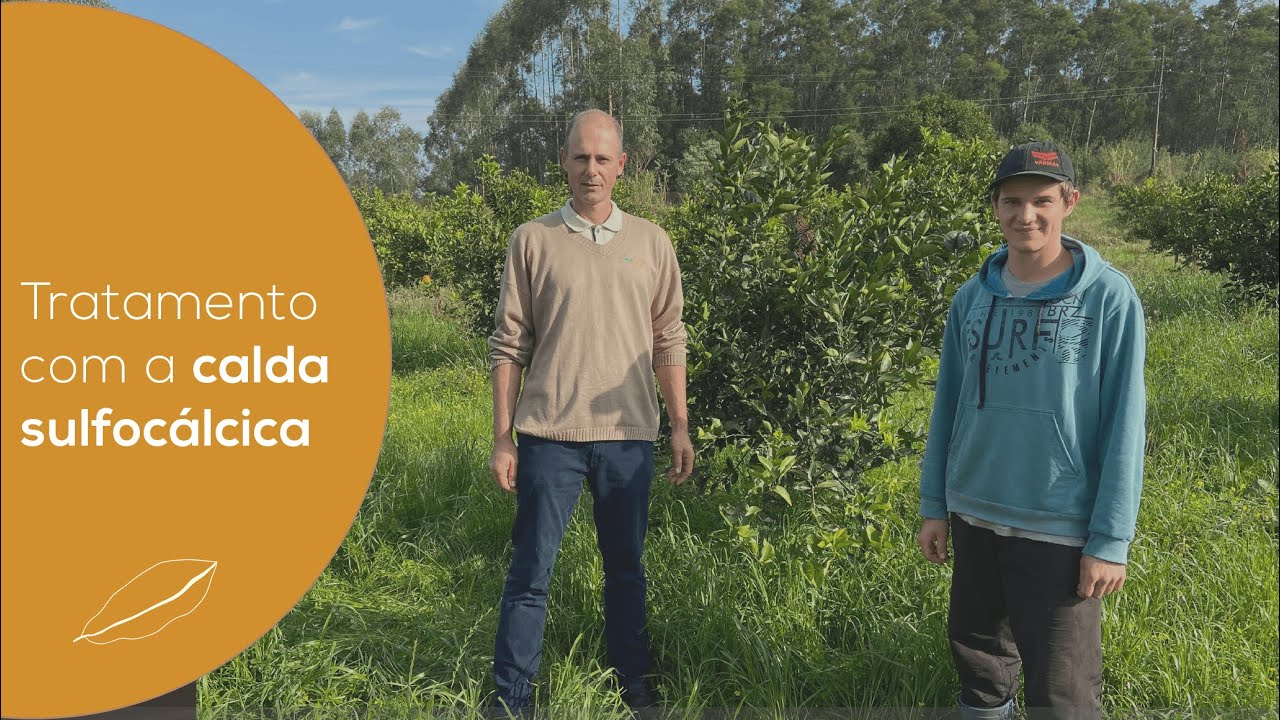 VÍDEO-AULA: COMO EVITAR A PODRIDÃO FLORAL DE CITROS | ECOCITRUS