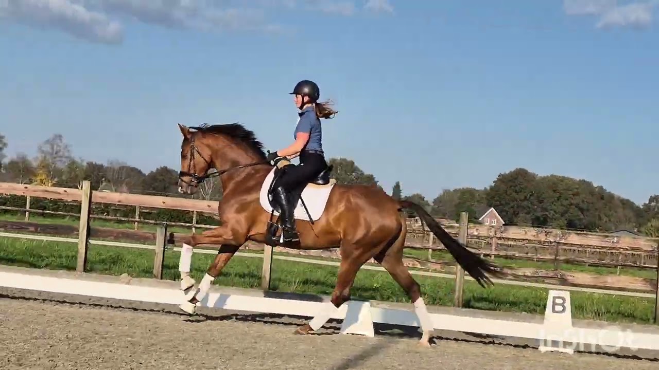 SOLD- Kjento x Everdale - mare 2021