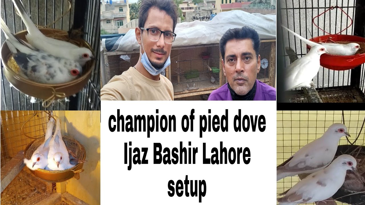 champion of pied doves Ijaz Bashir setup..