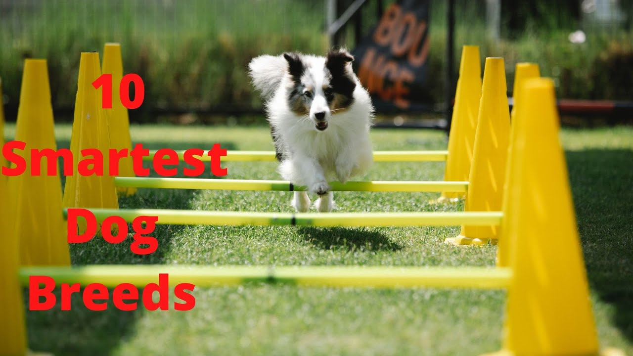 10 Smartest Dog Breeds (YOU WON'T BELIEVE THIS)