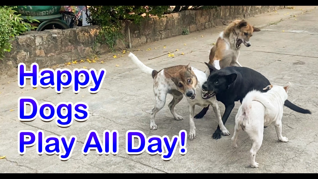 Happy Dogs Play All Day!