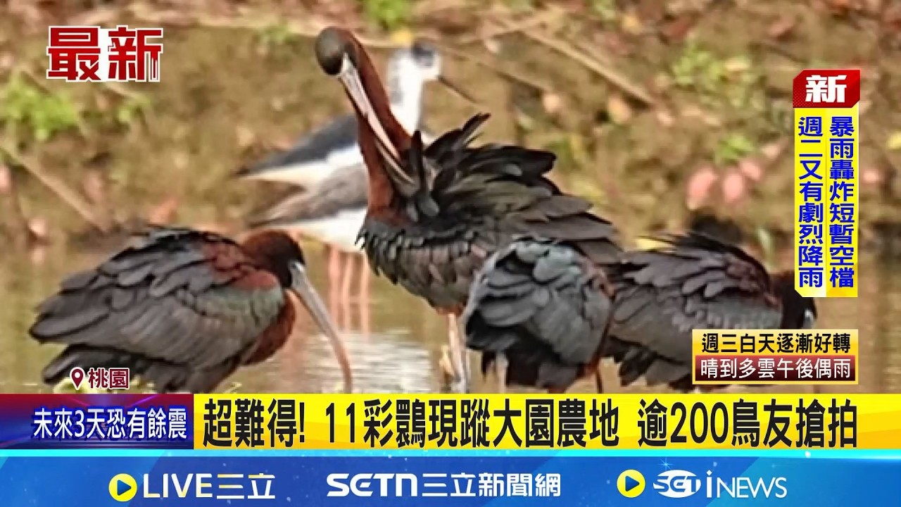 超難得! 11彩䴉現蹤大園農地 逾200鳥友搶拍 珍稀彩䴉現蹤大園引讚嘆 羽毛