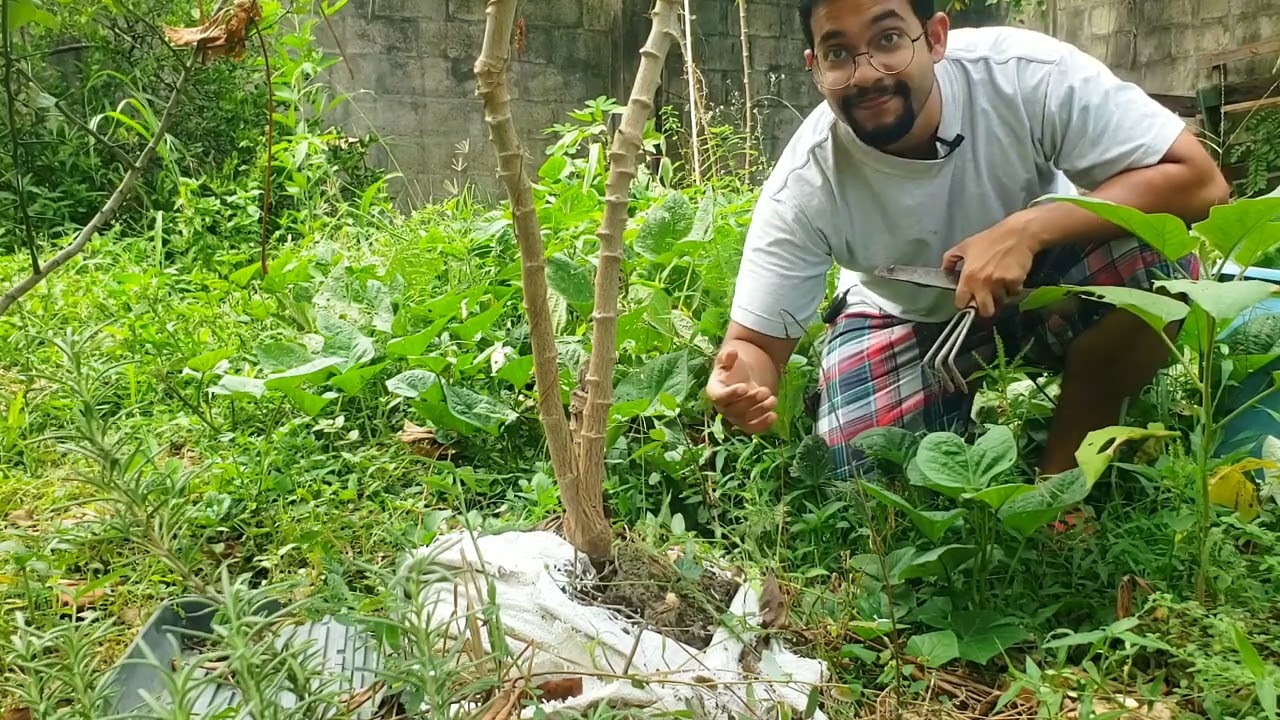Grow Cassava in Bags! Cassava/Manioc harvest in Crocus bags! | Gardening in Trinidad and Tobago