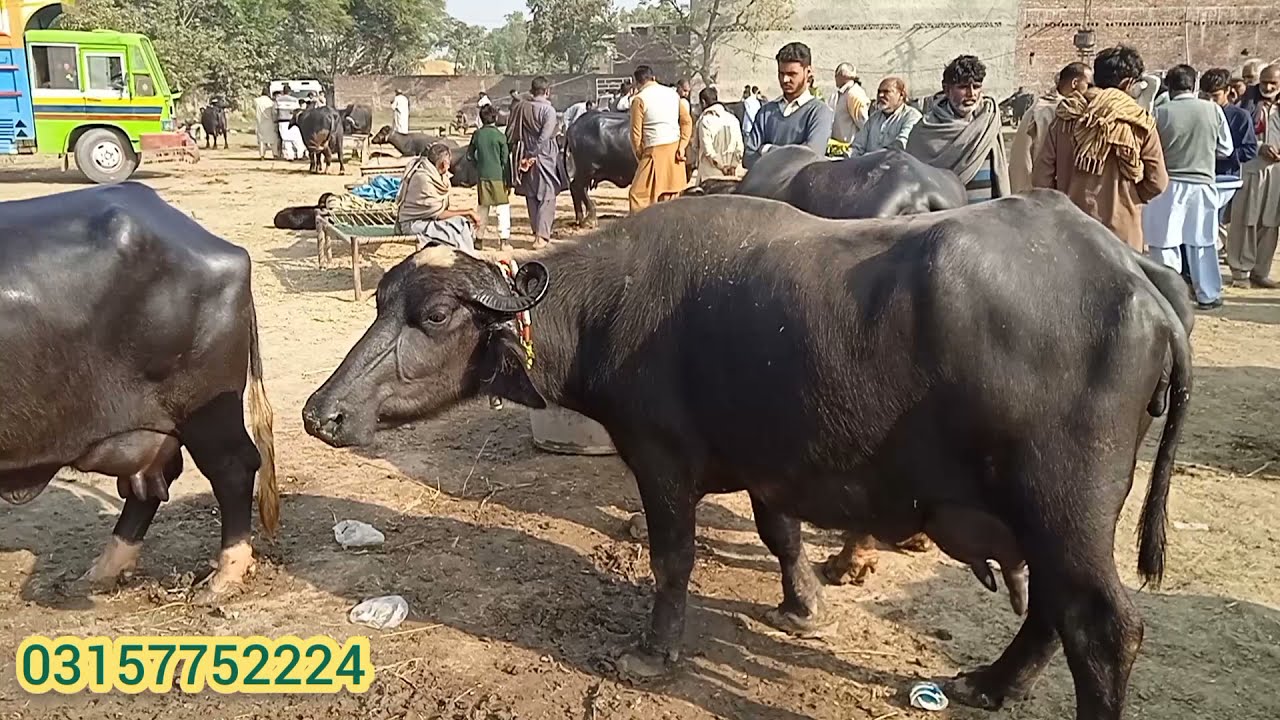 وزیر آباد منڈی میں 4 ٹاپ کوالٹی کی سجری سوئی بھینسیں 1 کھنگڑی بھینس برائے فروخت 2021