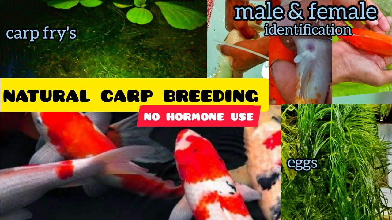koi carp breeding malayalam|koi fish breeding malayalam|carp fish breeding without hormone injection