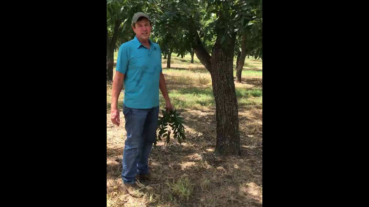 Larry Womack outlines how to manage Pecan Scab