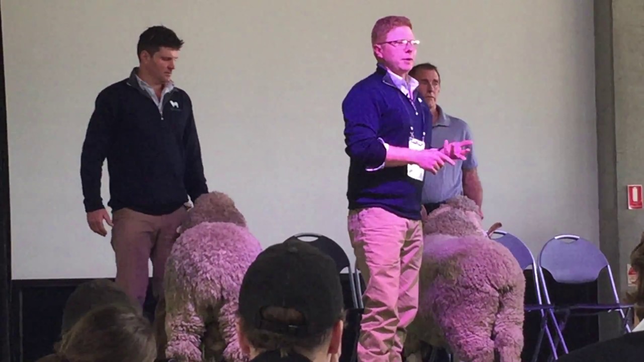 Dale Bruns on classing sheep