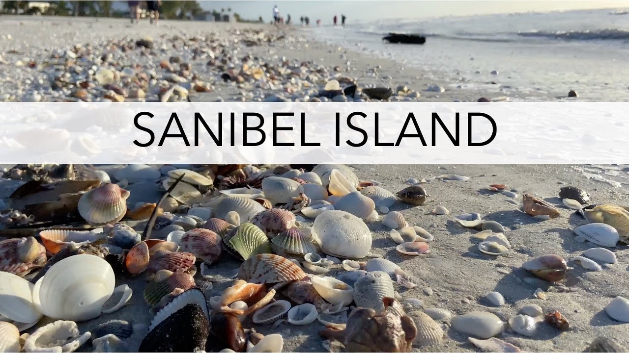 Hunting for shells after a storm. Post tornado beachcombing on Sanibel Island.