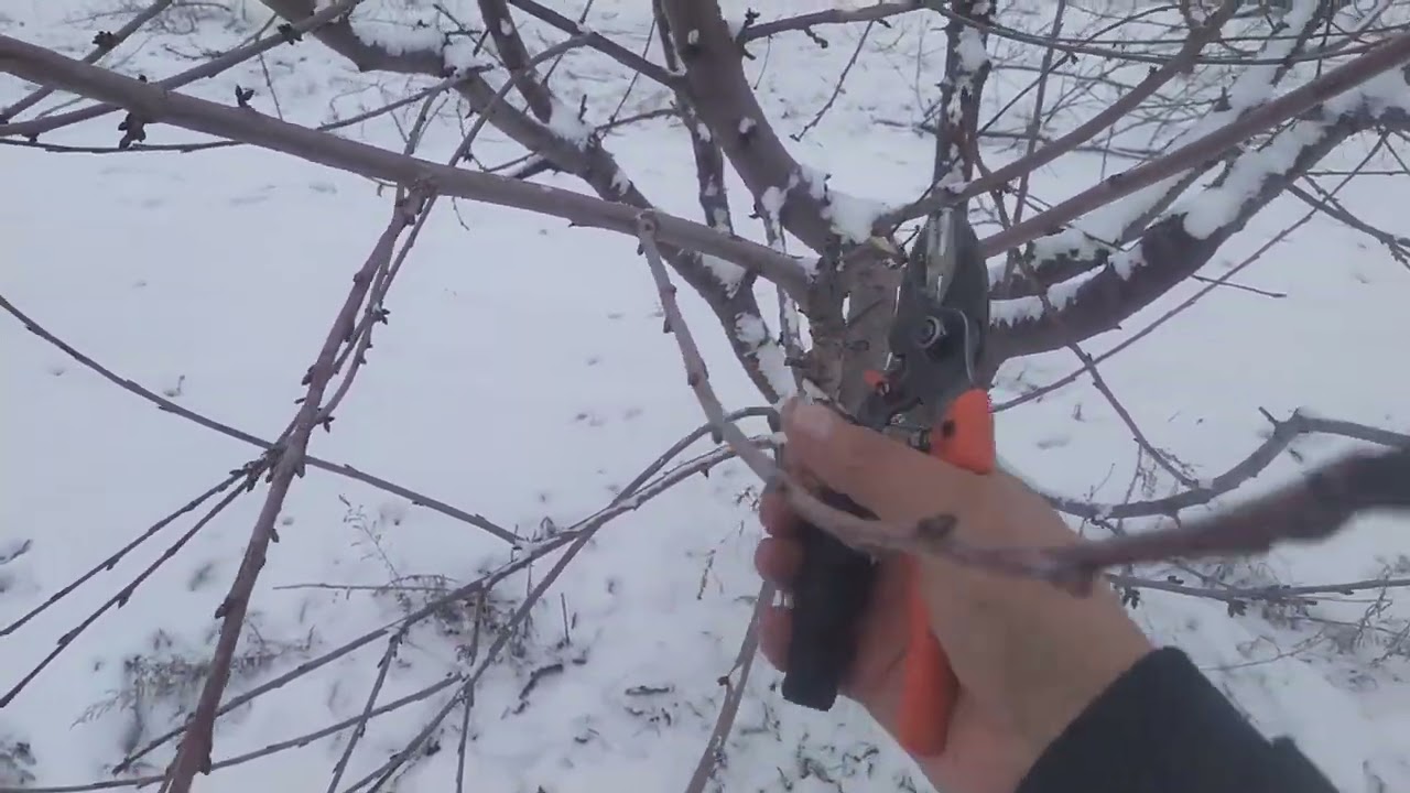 замещение веток на испанском кусте часть 1