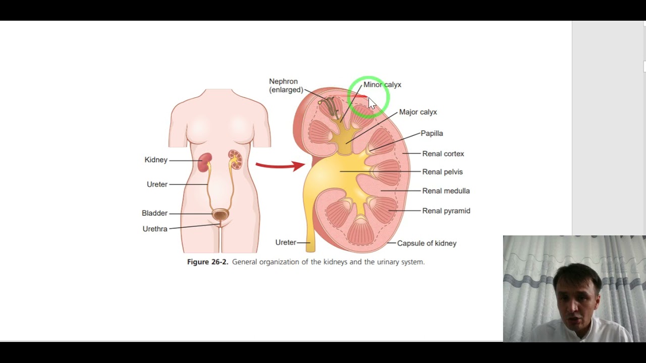 Kidney Anatomy / اناتومی کلیه
