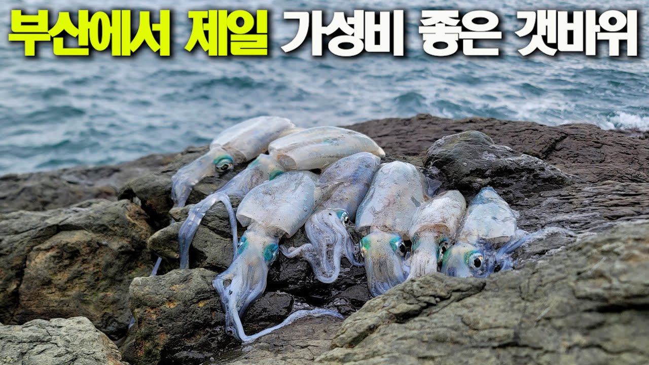 단돈 2만원으로 무늬오징어를 실컷 잡는 부산의 낚시 장소 어때요?? / 에깅대  [박선비tv]