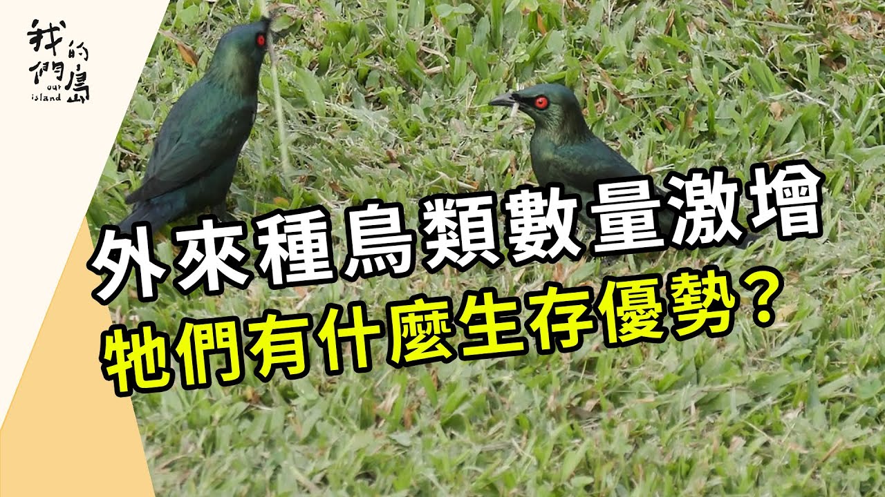 逆轉入侵潮｜揮別外來種鳥類這麼難！(我們的島第1214集 2023-07-24)