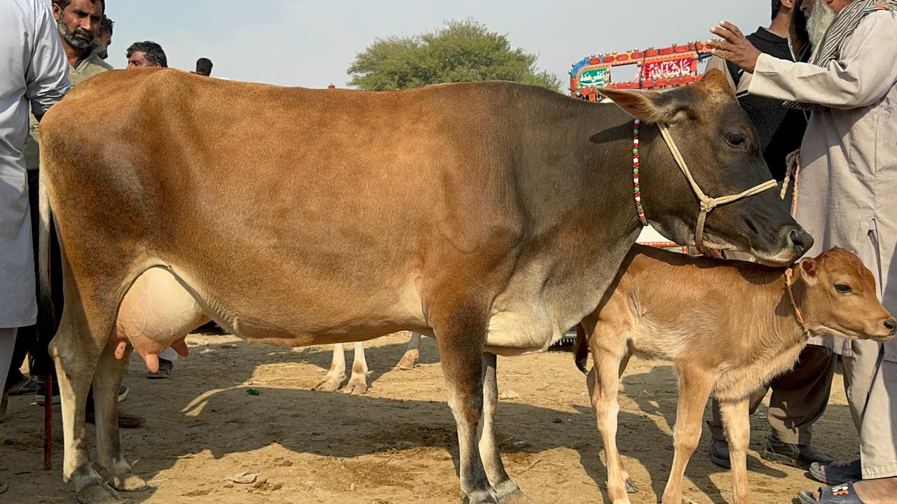 Pull qambar mandi today 18/11/25  #pull #dera #cow #cowmandi #bachra
