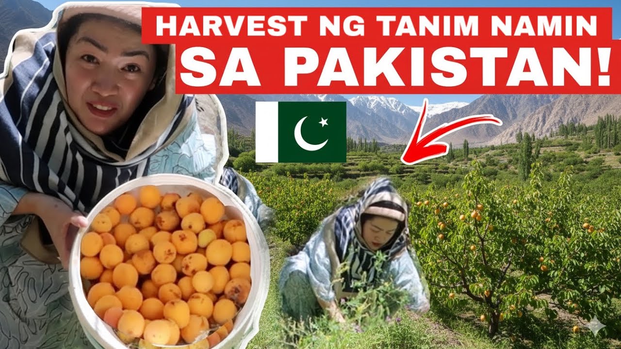 NAGHARVEST SA TANIM NA PRUTAS SA PAKISTAN / Buhay Pakistan