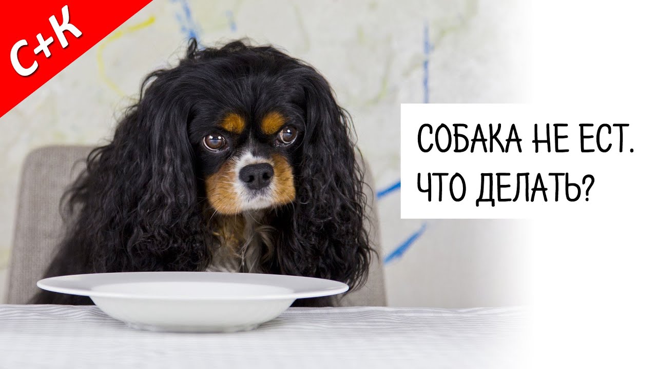 Собака не ест. Что делать?