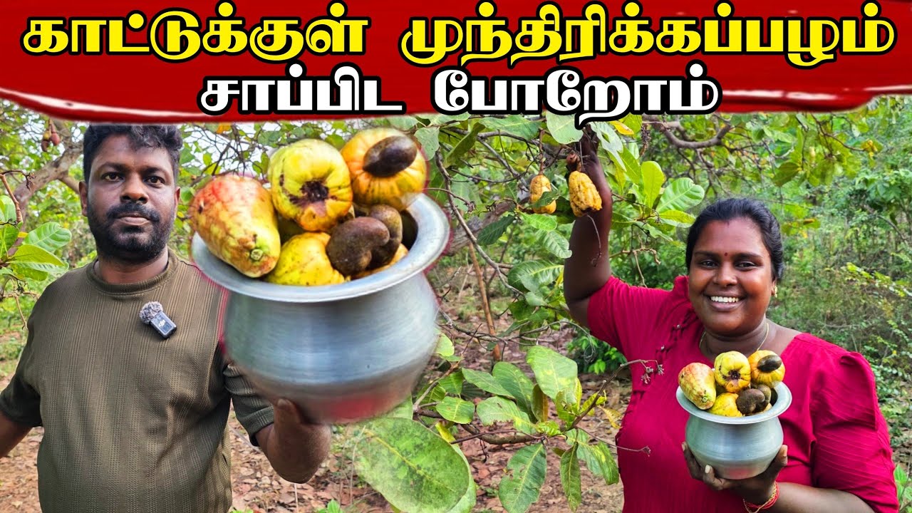 முந்திரிக்கை பழம் சாப்பிடலாம் வாங்க | couples vlog | village life | vanni view