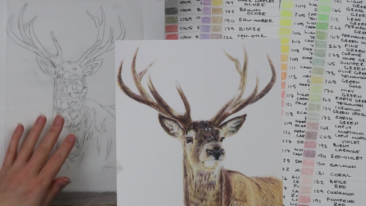 How to Transfer an Image with Tracing Paper & Pick Colors | Stag Drawing Tutorial