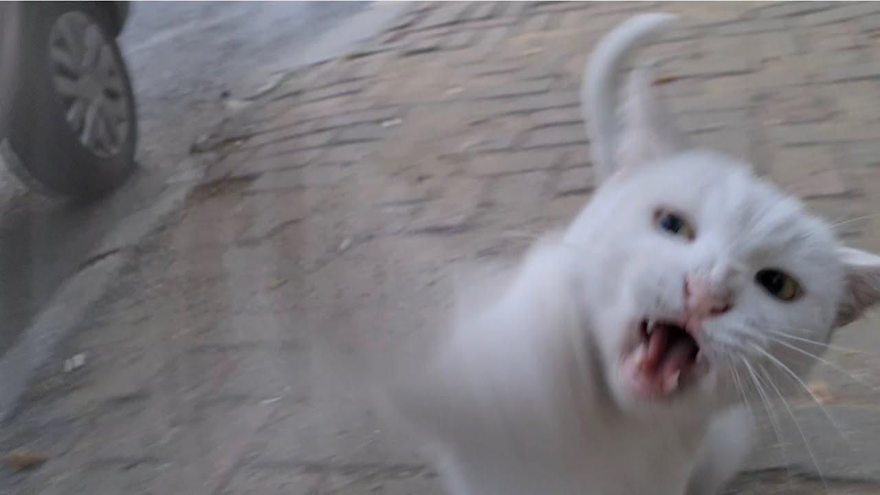 Angry White Cat gets angry and attacks my camera.