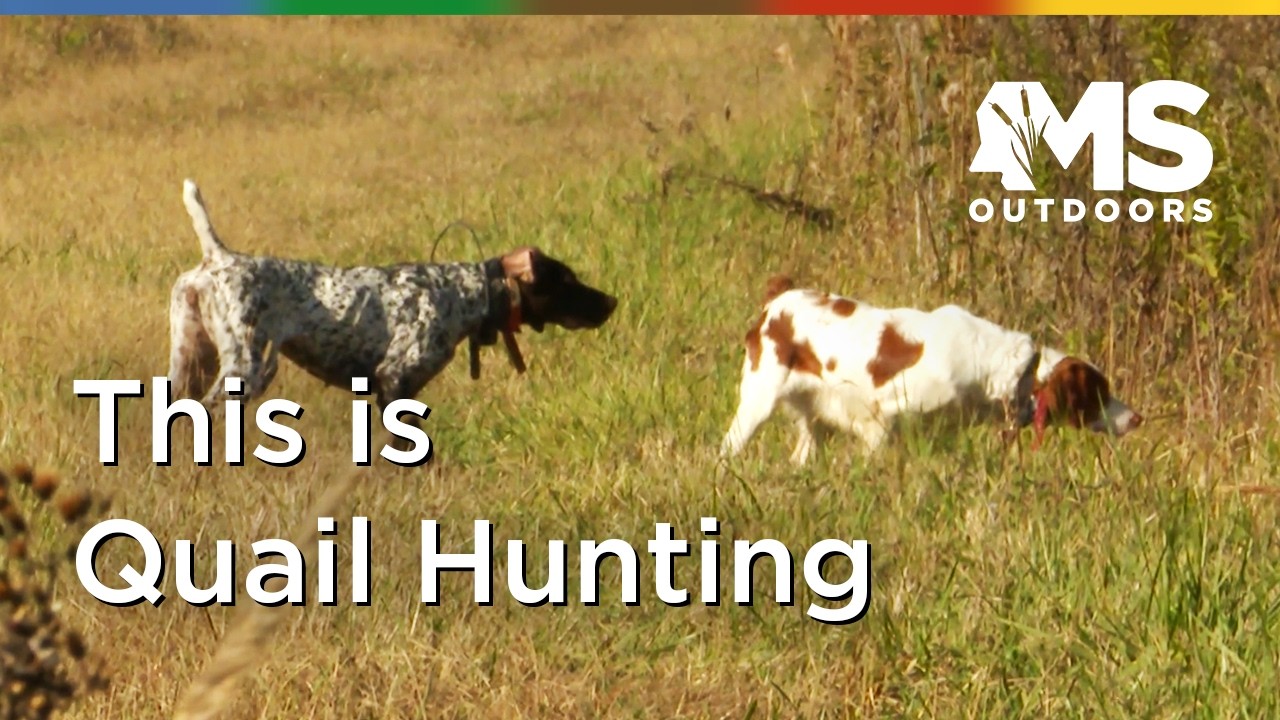 Quail Hunting with Flush Dogs at Prairie Wildlife