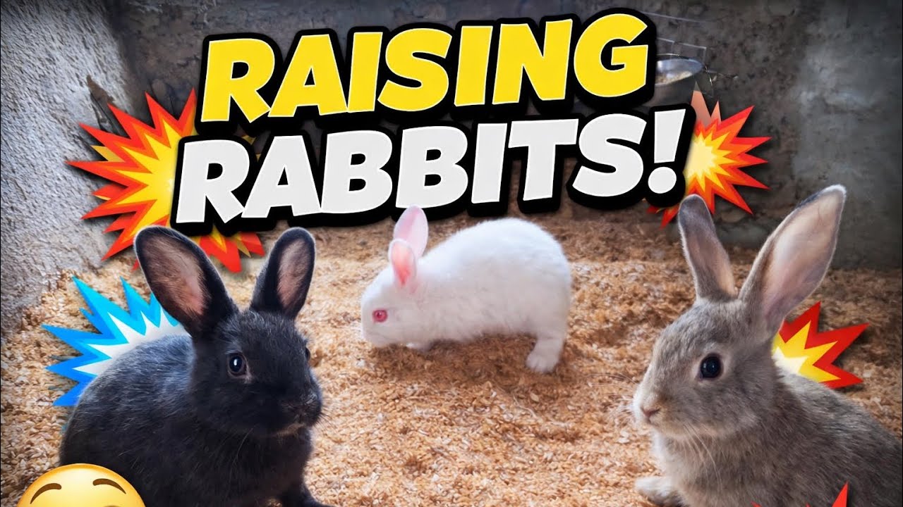 Mujhe 3 Pyare Khargosh Mile! 🐰 Aap Yakeen Nahi Karenge Ki Ye Kitne Pyare Hain 😲 #vlog