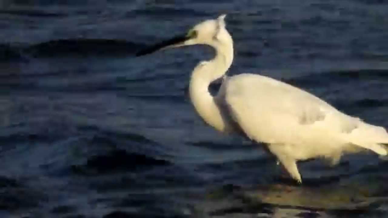 Egreta mica - Egretta garzetta, Little Egret