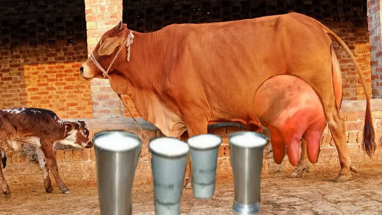 Sahiwal farizeen cross cow in Pakistan call me03087234537pakpattan-15-1-2026 