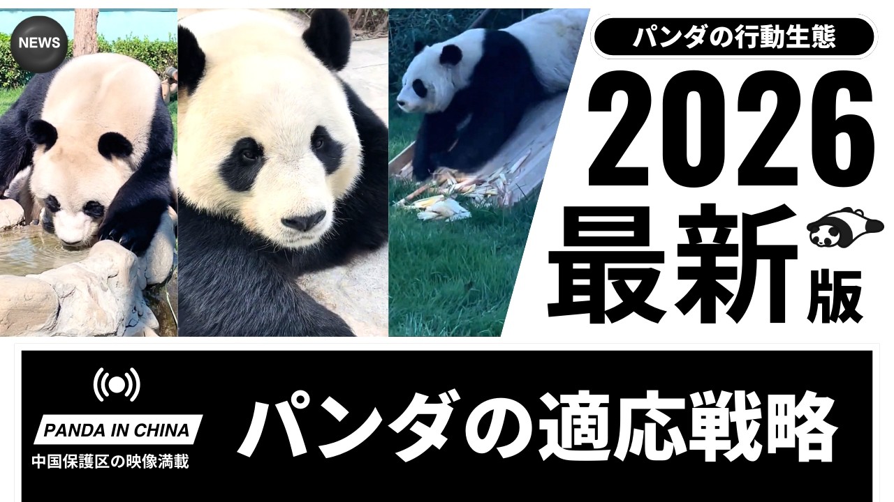 行動で読むジャイアントパンダの日常｜星美と巧巧の一日観察記 パンダの行動時間割を科学する 環境に応じて変わる行動日常のパターン パンダの適応戦略 一日の観察で見るパンダの生態 #パンダ
