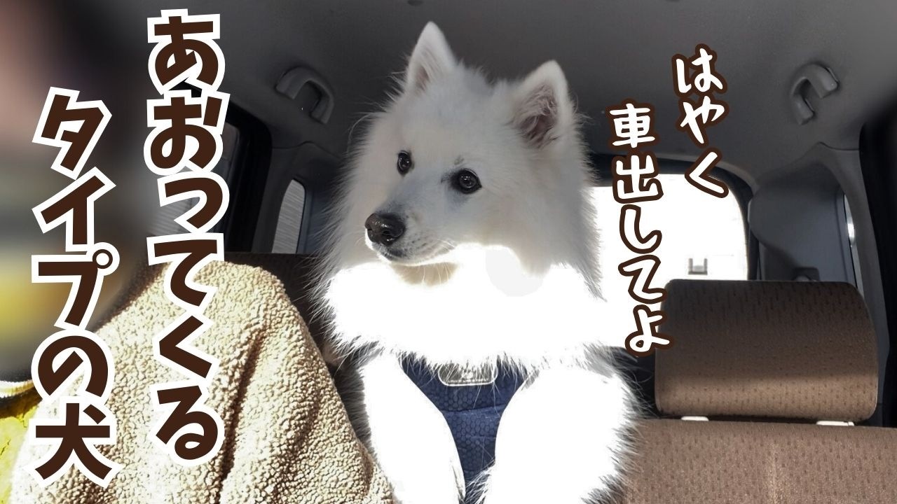 【犬とドライブ】あおってくるタイプに豹変する日本スピッツが忙しすぎた／定期ケア＆ノミダニのお薬