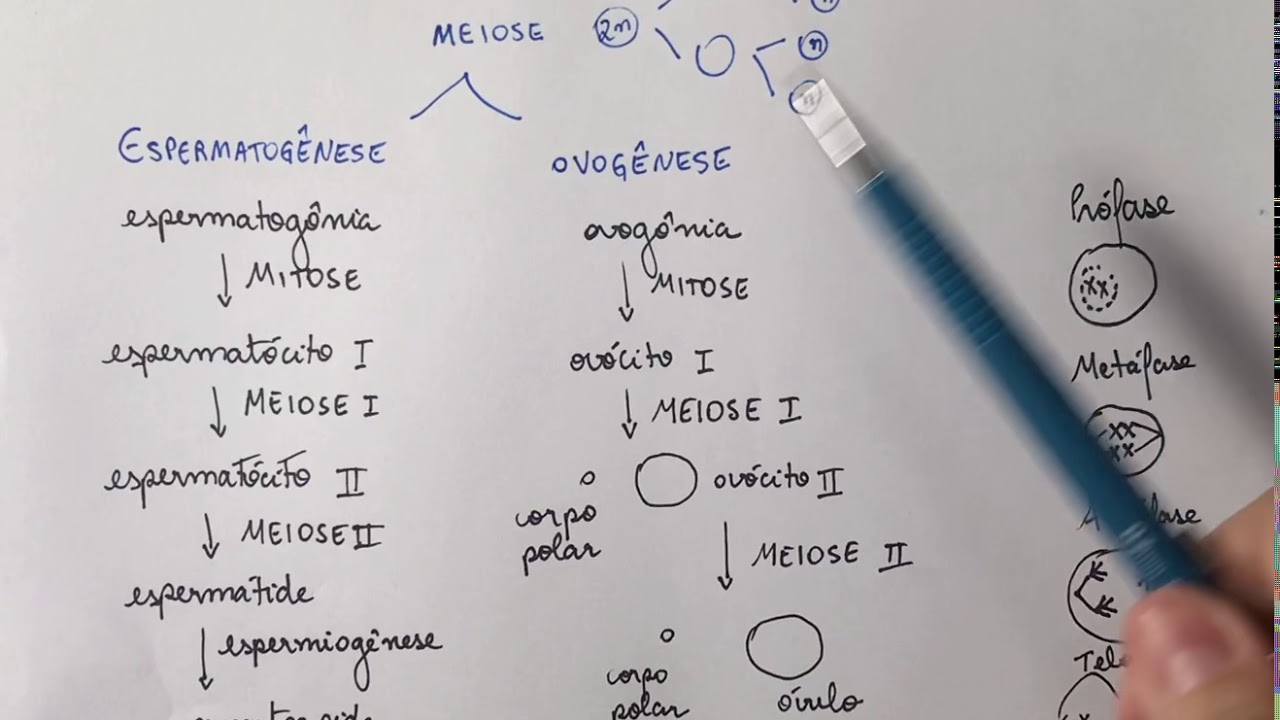 Espermatog&ecirc;nese e Ovog&ecirc;nese