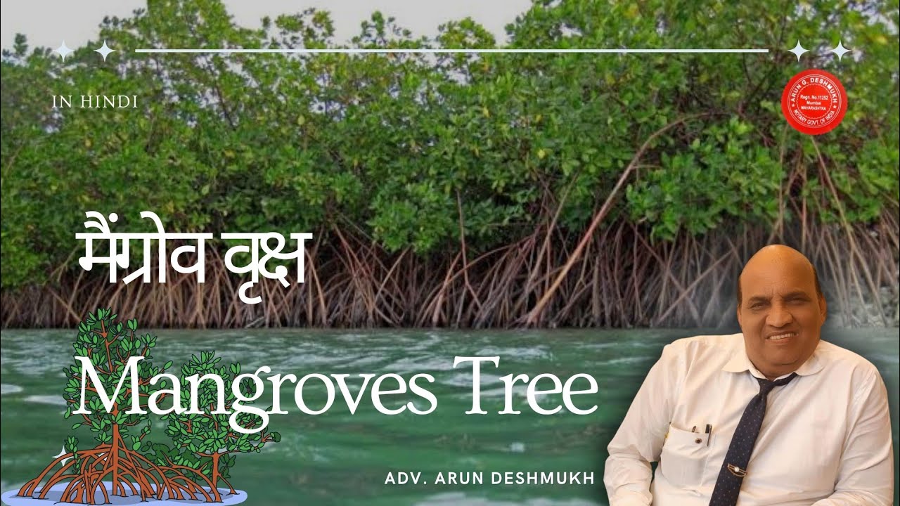 690 Hindi : Mangroves