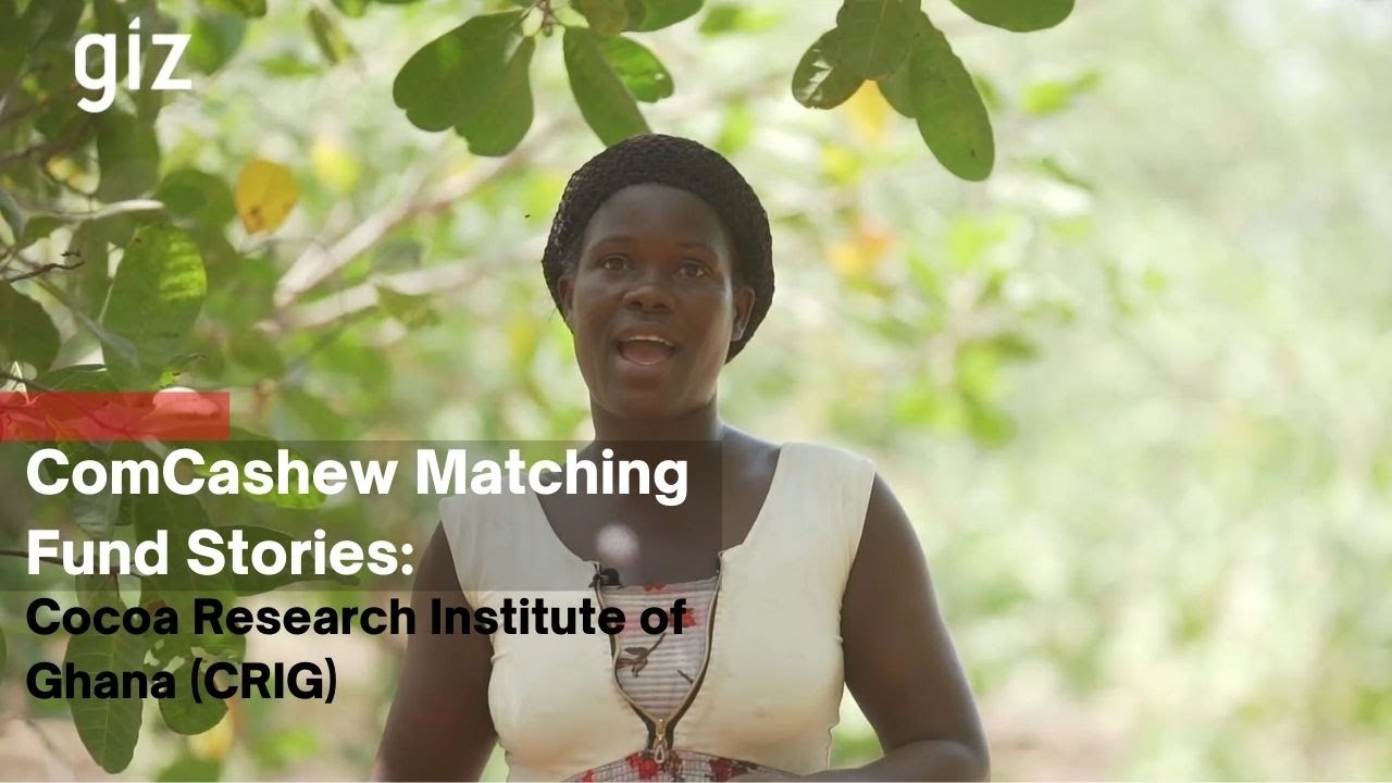 ComCashew Matching Fund Stories: Cocoa Research Institute of Ghana