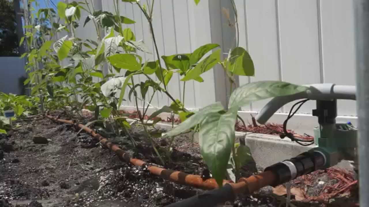 How to install a reliable drip system for your vegetable garden （菜园自动滴灌系统）