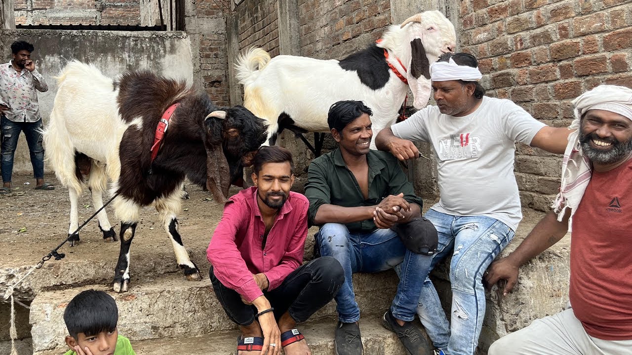 Bazariya Bakra Mandi | Indore ki Bakra Mandi | Malwa Bakra Mandi | 2024 Bakra-eid k liye aye Bakre