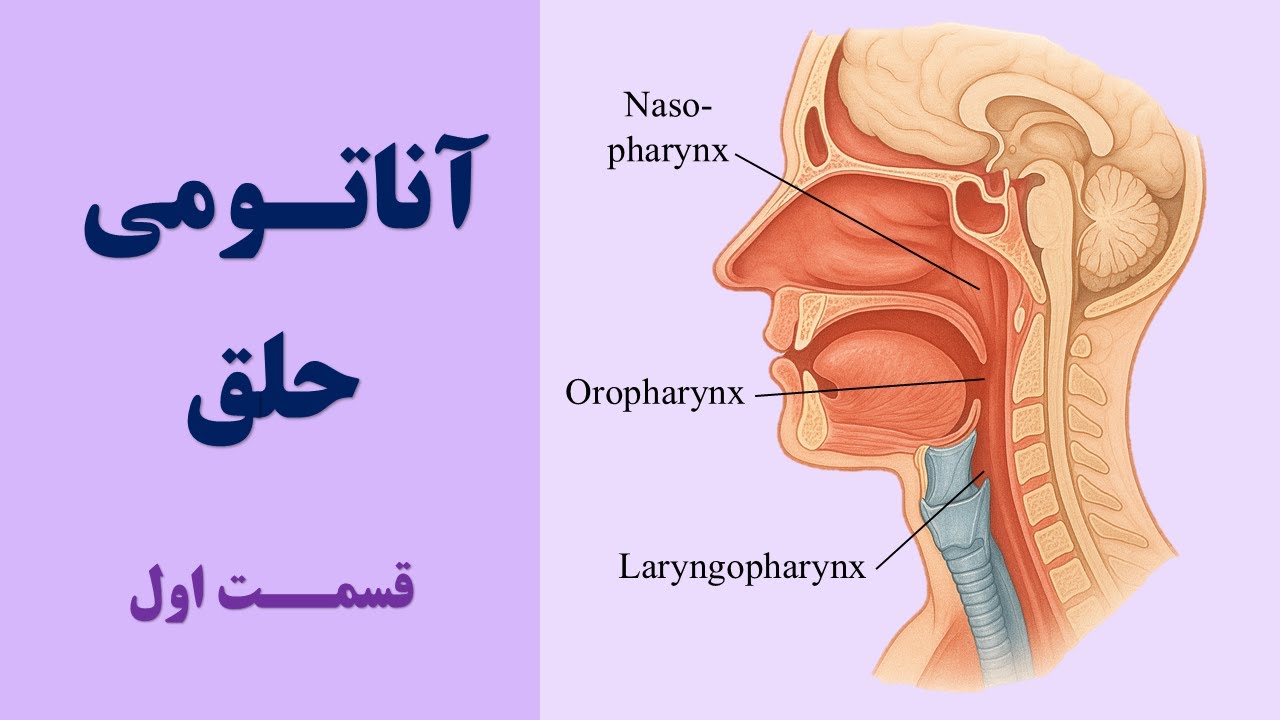 آناتومی حلق anatomy of pharynx