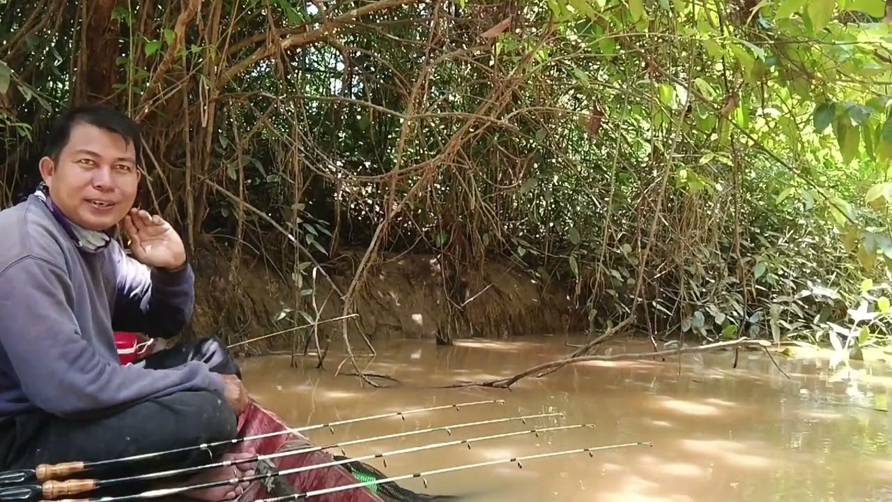 Amazing!! Mancing udang galah terbaru disungai yang banyak dihuni udang galah 