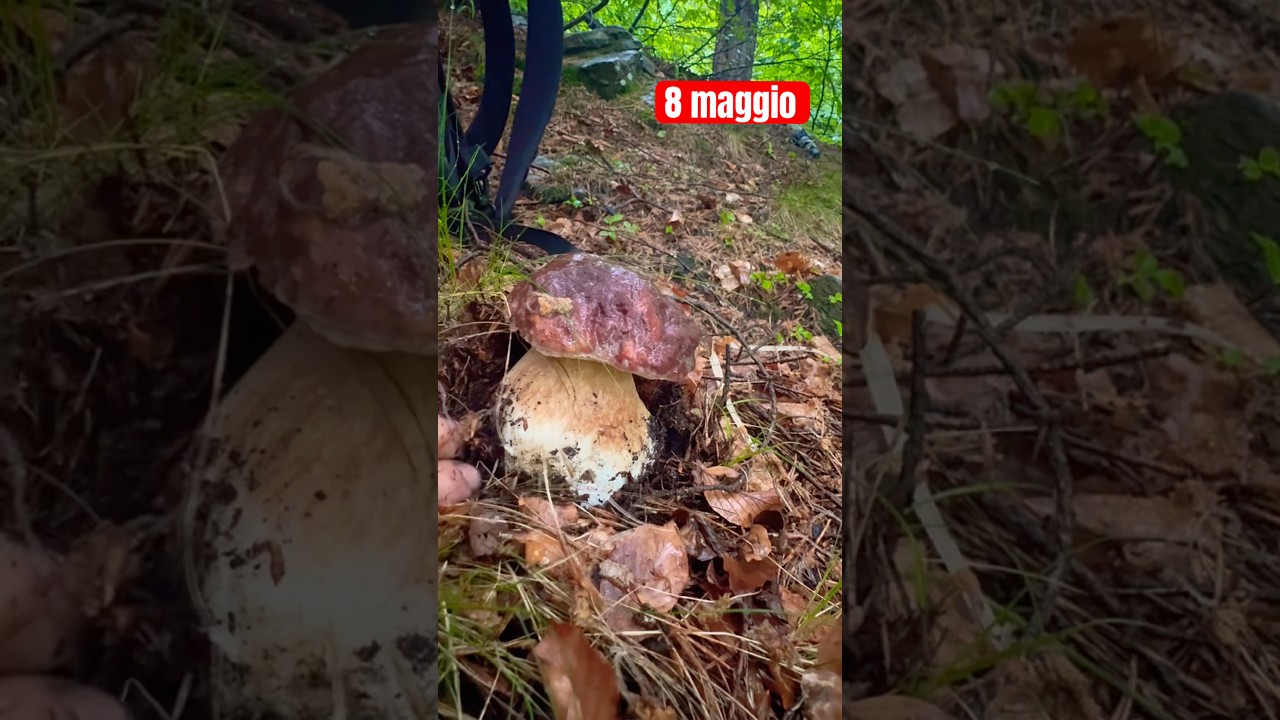 PIOVONO PINICOLA-PORCINI 2026#mushroom #nature #fungi #hongos #cepes #pilze #borowiki #porcini