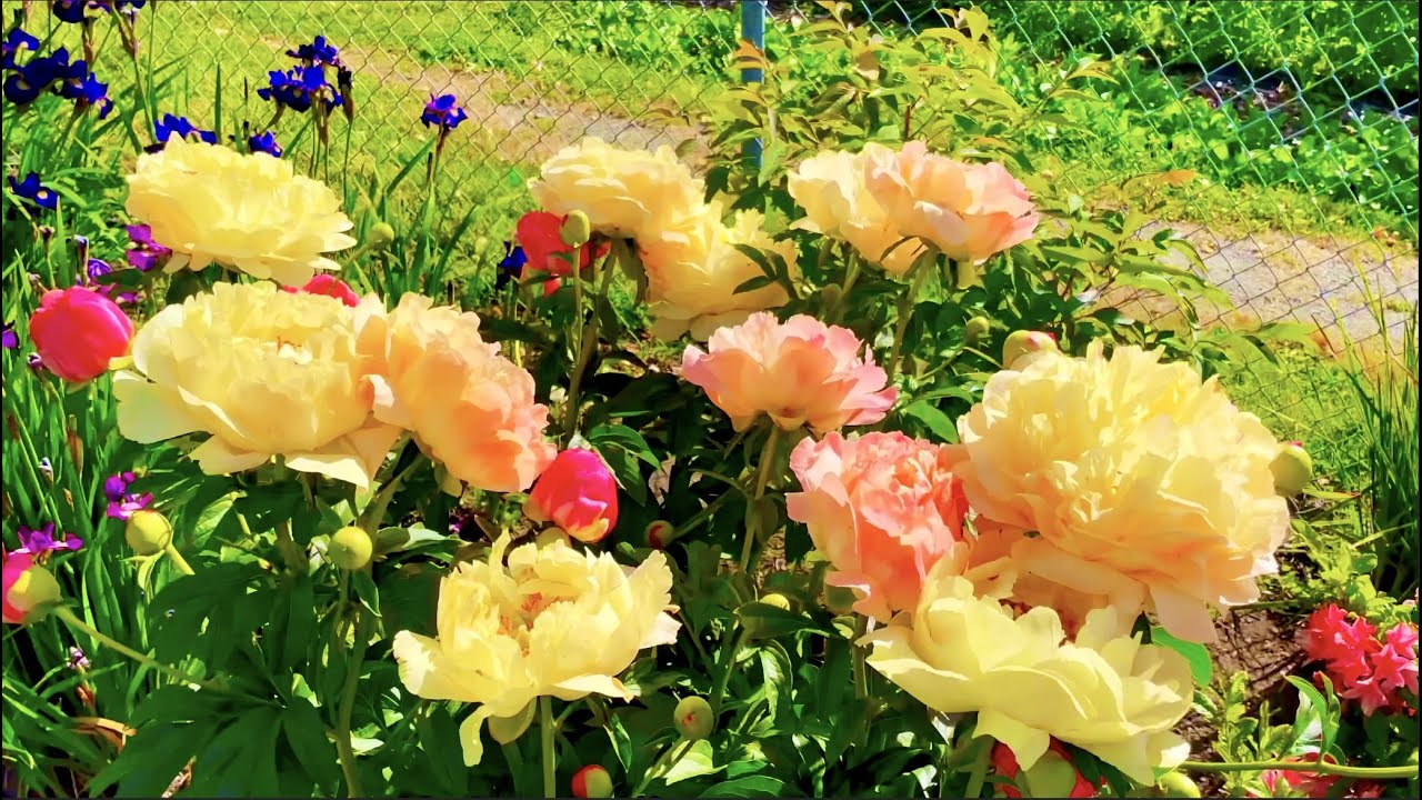 [4K] Nature Relax #27- Best Peony Collection! Happy New Year!