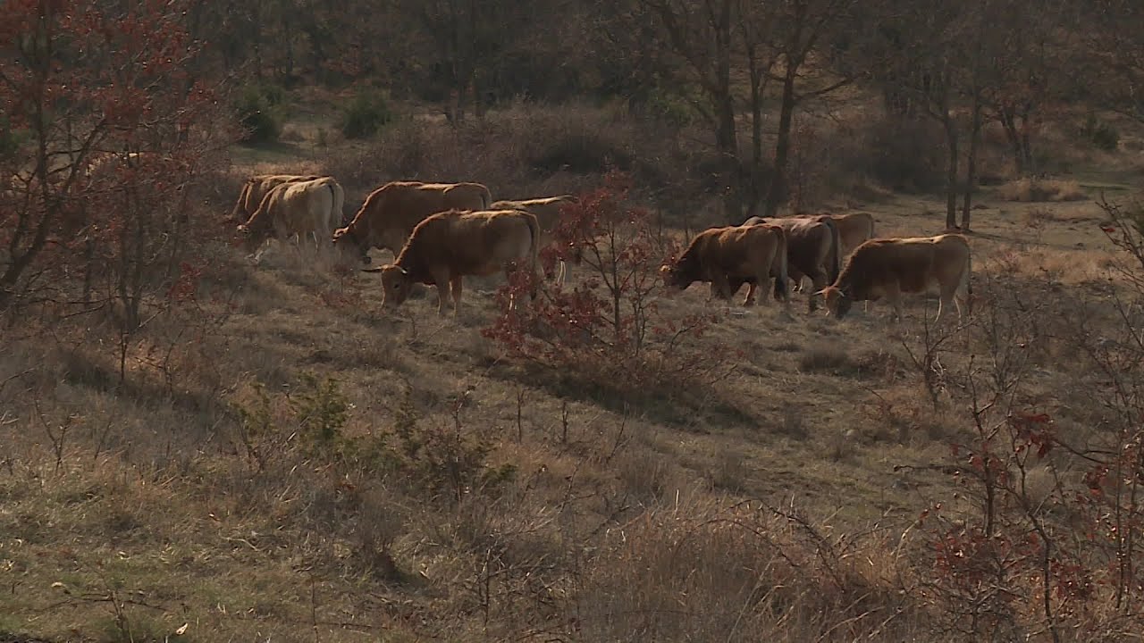 Immersion au camp militaire de Canjuers - biodiversité et pastoralisme
