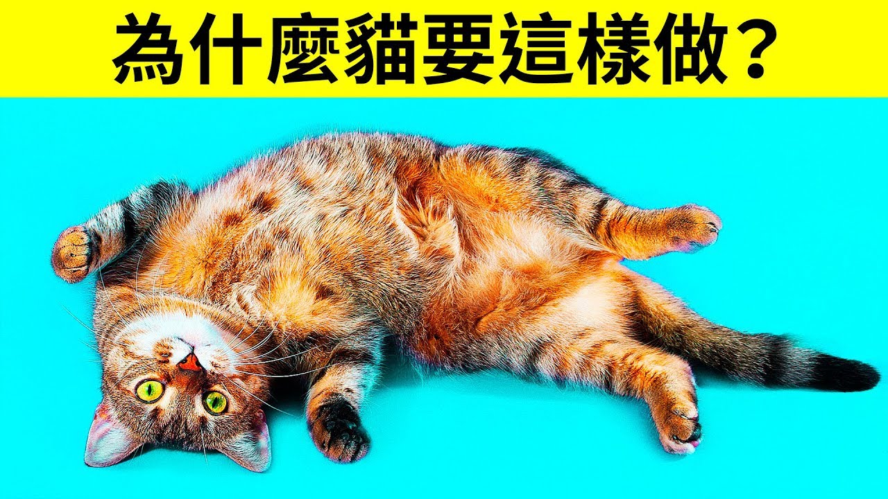 為什麼貓會在看到你的時候把肚皮翻過來