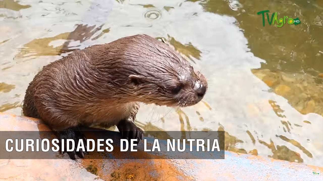 Curiosidades de la nutria - TvAgro por Juan Gonzalo Angel Restrepo