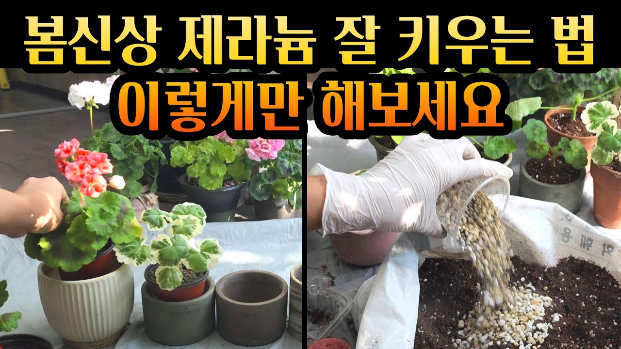 [4K] 봄신상 제라늄도 피해갈수 없어요! 탈탈 털린 봄신상 제라늄 맞춤 관리법 How to manage the new geraniums in spring 